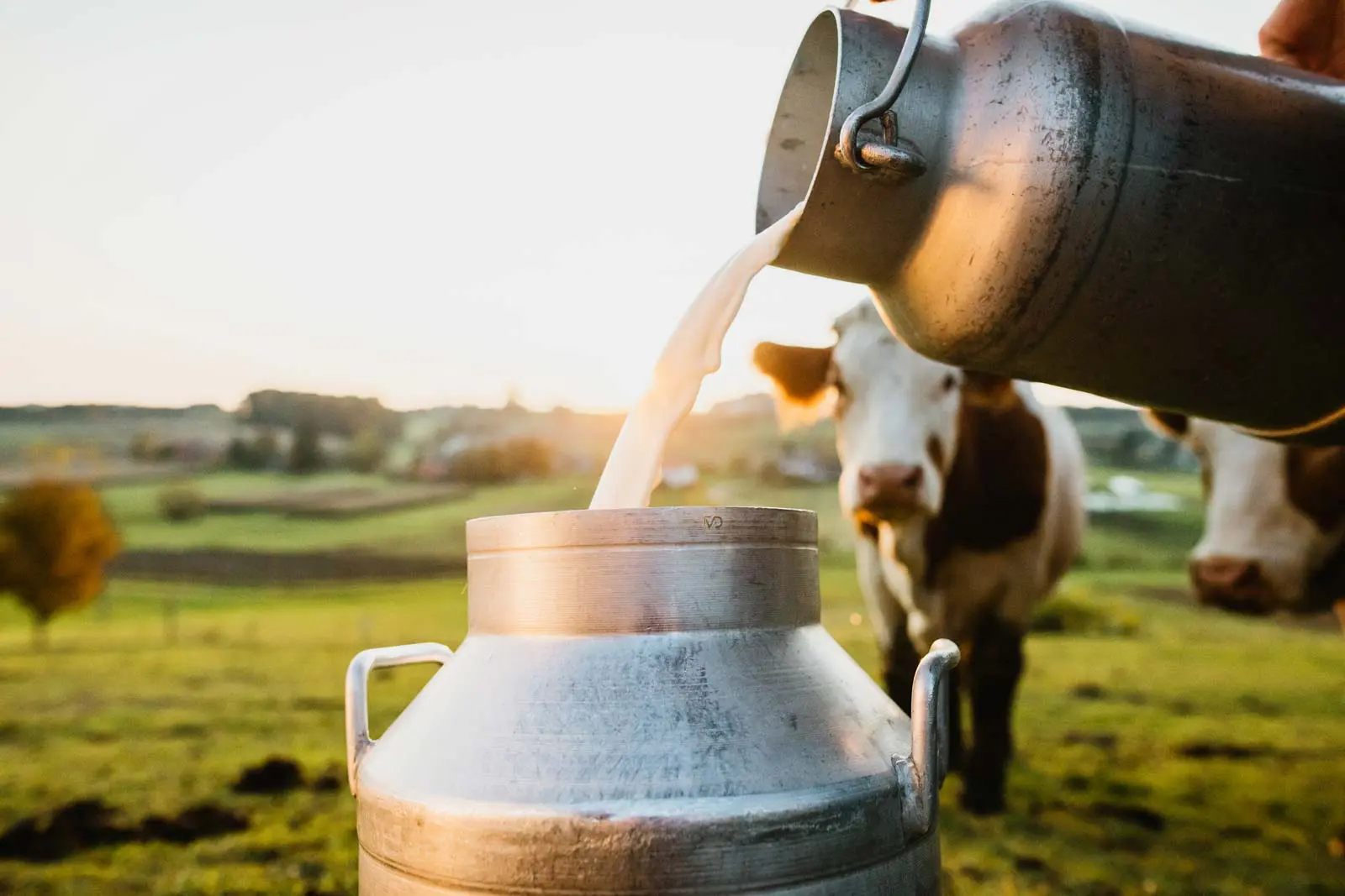 Prasidės pieno pardavimo tiesiogiai vartoti deklaracijų teikimas